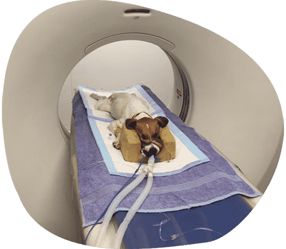 A Dog Getting a CT-Scan — Vets in Dubbo, NSW