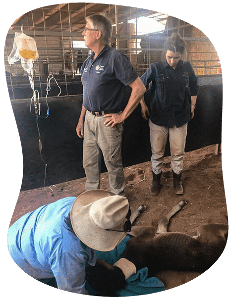 Vet Staff Saving a Foal — Vets in Dubbo, NSW