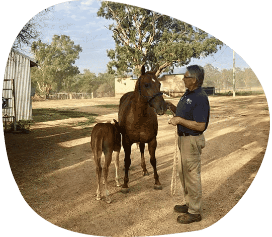 A Doctor with the Mother and Baby Horse — Vets in Dubbo, NSW