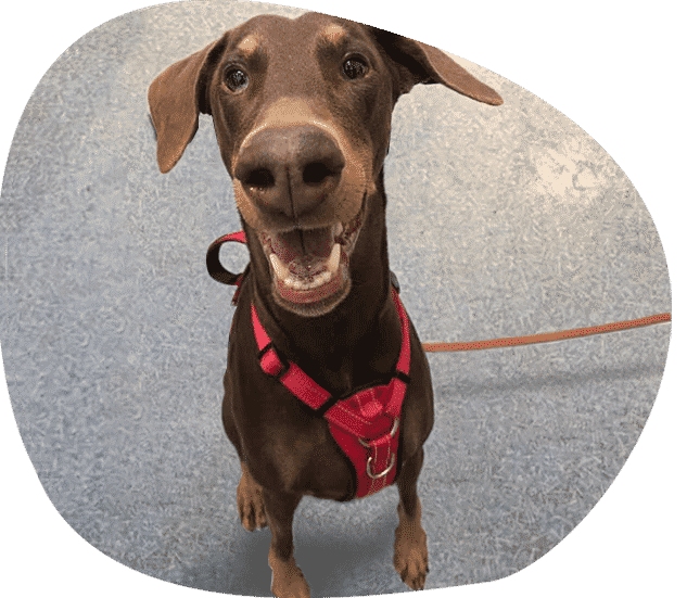 Happy Dog — Vets in Dubbo, NSW