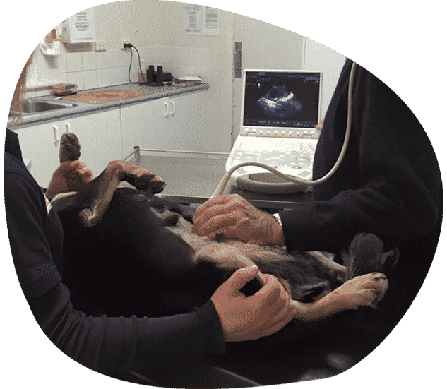 Staff Performing Ultrasound on a Dog — Vets in Dubbo, NSW