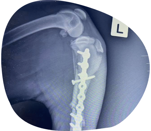 An X-ray After Surgery — Vets in Dubbo, NSW