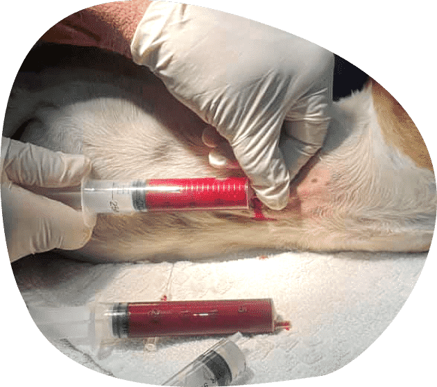 A Vet Doctor Getting a Blood Sample — Vets in Dubbo, NSW
