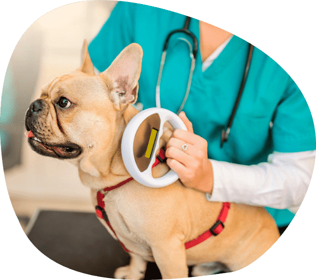 A Vet Doctor and a Dog — Vets in Dubbo, NSW