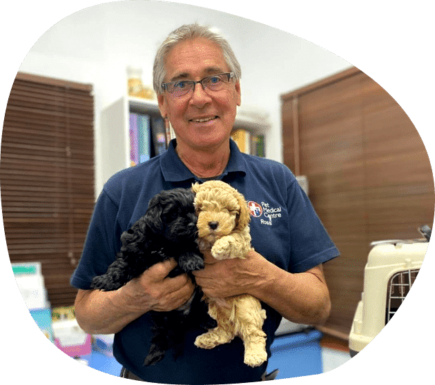 A Vet Doctor Holding Two Puppies — Vets in Dubbo, NSW