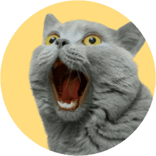 A Grey Cat — Vets in Dubbo, NSW