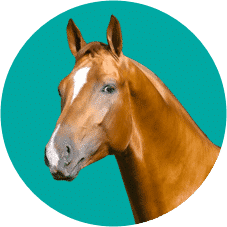 A Clean Horse — Vets in Dubbo, NSW