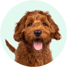 A Cute Brown Puppy — Vets in Dubbo, NSW