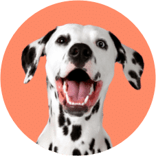 A Dalmatian Dog — Vets in Dubbo, NSW