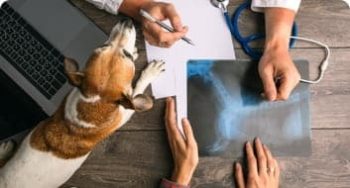 A Dog Getting a X-ray — Vets in Dubbo, NSW