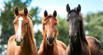 Three Horses — Vets in Dubbo, NSW