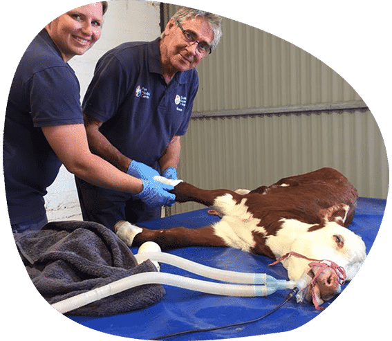 Staff Treating a Calf — Vets in Dubbo, NSW